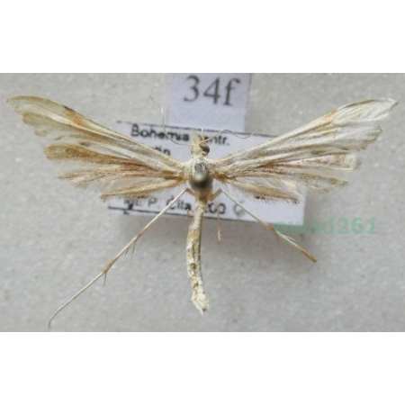 Gillmeria ochrodactyla (Denis & Schiffermüller, 1775) Czech34f